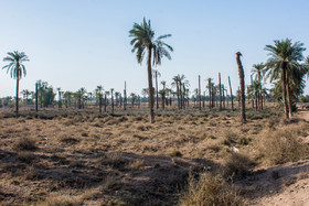 روستاهای ساحلی رودخانه بهمنشیر که شوری آب جان یک به یک نخل‌های آبادان را می‌گیرد.
