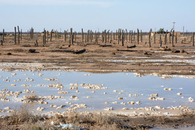 با بالا آمدن سطح آب شور زیرزمینی در منطقه آبادان، زمینهای کشاورزی و نخلستانهای منطقه اروند کنار تبدیل به شوره زار شدهاند.