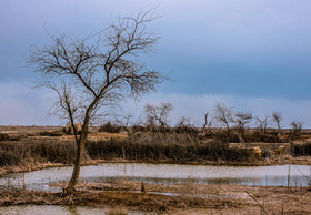 در مناطقی از روستای اروند کنار، بر اثر وجود آثار جنگ تحمیلی حتی با بارش باران و جمع شدن آب شیرین، هیچ گیاهی رشد نمی‌کند.
