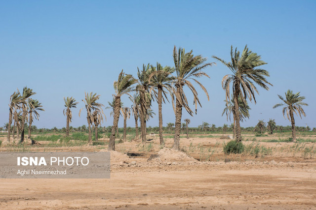 اختصاص 10 میلیارد تومان برای احیای نخلستان‌های آبادان، خرمشهر و شادگان