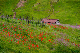سمفونی رنگها در مسیرخلخال به اسالم