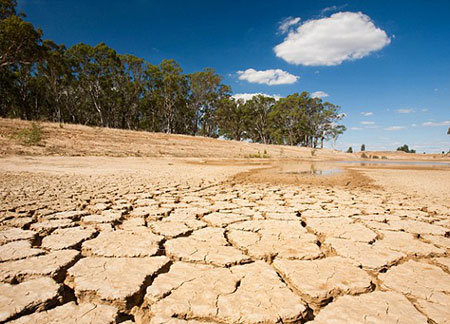 خسارت ۴.۵ میلیارد تومانی خشکسالی و نوسانات جوی به کشاورزی کرمان