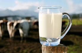 گرانی نهاده‌های دامی و افزایش بی‌رویه قیمت شیر خام 