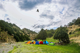 ایران زیباست؛ درخت گیاهی«اُرس»