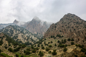 درخت «اُرس» در مناطق کوهستانی و ارتفاعی بیش از ۲۵۰۰ متر می‌روید. این گونه گیاهی بسیار مقاوم و در شرایط مختلف آب و هوایی است و در سخت‌ترین شرایط رشد می‌کند.
