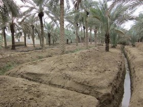 شوری آب خسارت جدی به کشاورزی خرمشهر وارد کرد