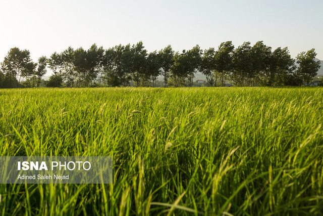 شالیزارهای شهرستان رشت وضعیت خوبی دارند