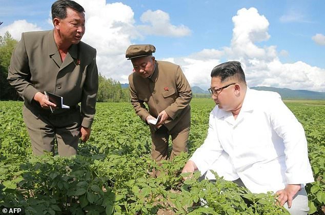 رهبر کره شمالی مزرعه سیب زمینی