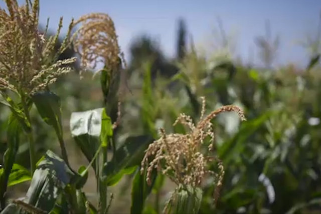 ویدئو / طرح اروپا برای باروری گیاهان در مناطق خشک و گرم