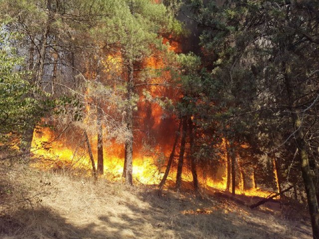 ۳۳ درصد از عرصه‌های جنگلی خراسان شمالی در معرض آتش سوزی شدید هستند ...