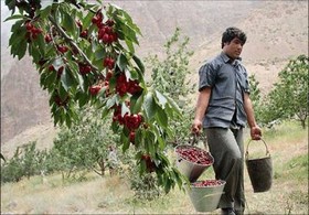 تیغ کم‌آبی زیر گلوی گیلاس