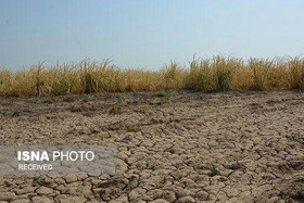 مزارع نیشکر خوزستان در معرض نابودی 