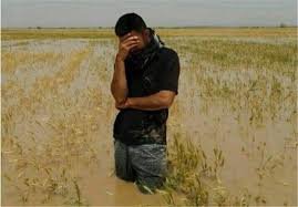خسارت 700 میلیاردتومانی به کشاورزی سیستان در سال زراعی جاری خسارت