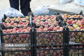 دست واسطه‌ها را از صادرات میوه و تره‌بار کرمانشاه کوتاه کنیم
