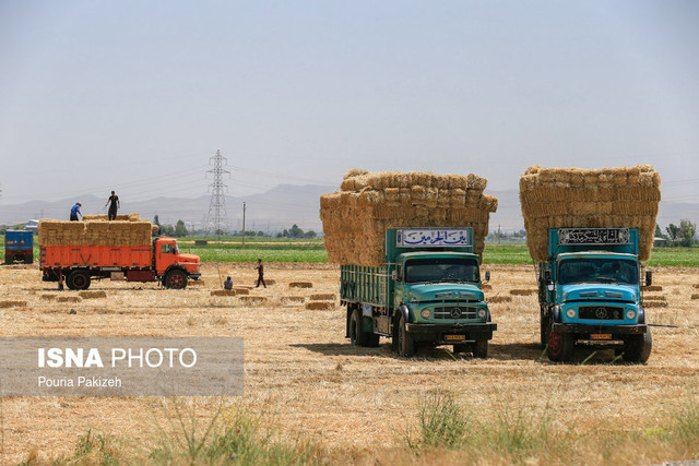 دامداری دیگر به صرفه نیست