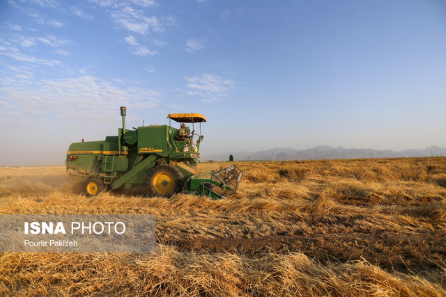 خریداری بیش از یک میلیون و 200 هزار تن گندم از کشاورزان خوزستانی