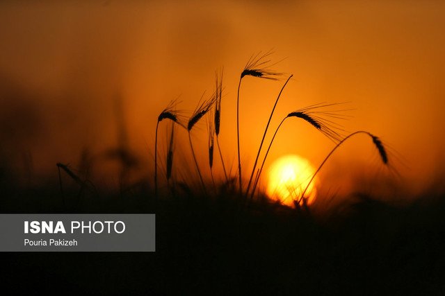 بحران خشکسالی دامنگیر بازار جهانی گندم شد «گندم»