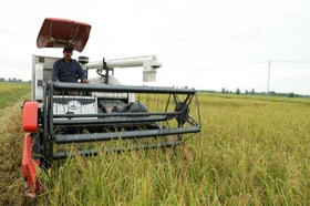 برداشت مکانیزه برنج در ۱۵۵ هزار هکتار از شالیزارهای مازندران