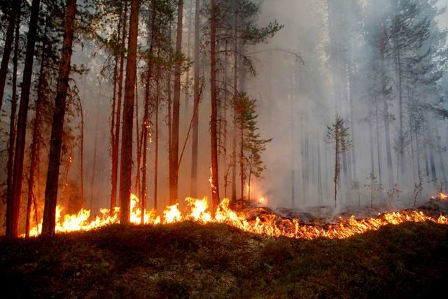 آتش‌سوزی‌های گسترده سوئد در پی موج گرما