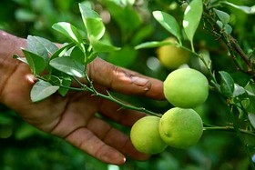 برداشت لیمو علت قرنطینه دو روستای شهرستان رودان