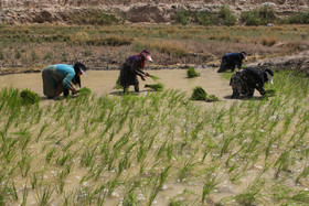 کاهش ۴۰ درصدی کشت برنج در کلات