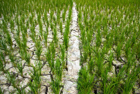 خشک شدن بخشی از زمین‌های شالیزاری روستای طاهرده به علت افت چشمگیر سطح آب چاه ها و گرمای هوا

