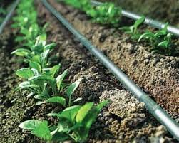 حفظ باغات مناطق در معرض خشکسالی با طرح‌های نوین آبیاری


