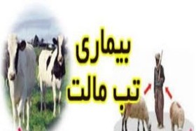 تب‌مالت، چشم‌ها و استخوان را درگیر می‌کند