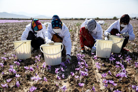 کشت ۹۲ درصد زعفران و ۷۱ درصد گل محمدی جهان در ایران /بی‌توجهی نسبت به فرآوری گیاهان دارویی