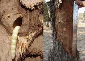 آفات، تهدید جدی جنگل‌های زاگرس