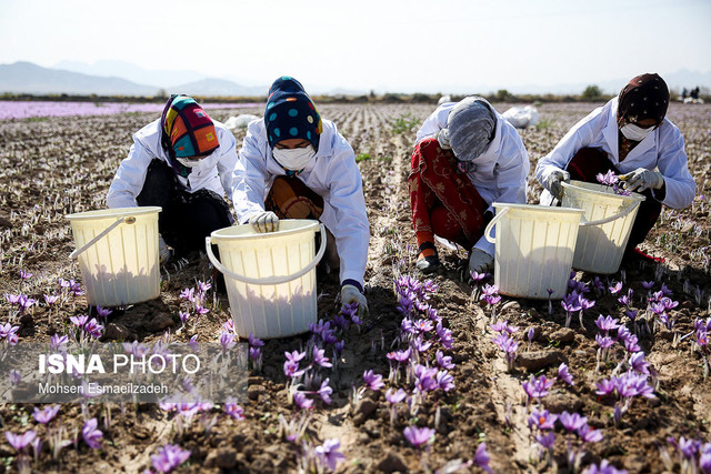 کشت ۹۲ درصد زعفران و ۷۱ درصد گل محمدی جهان در ایران /بی‌توجهی نسبت به فرآوری گیاهان دارویی