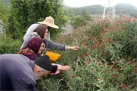 کشت گیاهان دارویی راه برون‌رفت از مشکل کم‌آبی در کاشمر