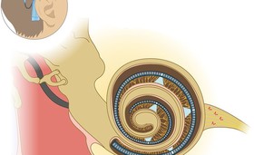 تحریک اعصاب شنوایی با کمک نور+ فیلم