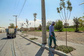 با توجه به شرایط بحرانی آب در استان اصفهان، آبیاری درختان شهری در برخی مناطق شهرداری کنترل شده است، اما در فاصله کوتاهی از این درختان، کشت برنجی صورت می‌گیرد که بیشترین آب را بین محصولات کشاورزی مصرف می‌کند.