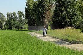 با توجه به اینکه هر هکتار شالیزار حدود ۱۰ تا ۱۲ هزار مترمکعب آب مورد نیاز برای برنجکاری است، در زمانی که زنگ خطر آب آشامیدنی در شهر اصفهان به صدا در آمده در منطقه دو این شهرستان کشت برنج صورت می‌گیرد.