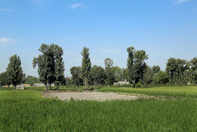 برنجکاری در منطقه دو شهرستان اصفهان آن هم در زمانی که آب در قسمت‌هایی از این  شهر جیره بندی شده است.