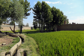 در کنار زمین های کشاورزی که در دل شهر اصفهان قرار دارد، گلخانه‌های کاشت گل و نهال هم وجود دارد. 