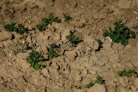 «سیب زمینی» بدون جوانه زنی قبلی در دمای ۸ درجه سانتی گراد جوانه زده می‌شود وغده‌های جوانه زده وغده‌های جولانه زده در ۸ الی ۹ درجه سانتی گراد شروع به رشد می‌كنند.<br />
