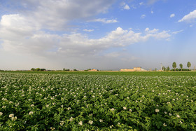  مرحله گل دهی سیب زمینی در مزارع کشاورزی همدان<br />
