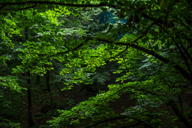 جنگلهای شمال ایران به عنوان یکی از اصلیترین جاذبههای اکوتوریسم در ایران به شمار میرود.