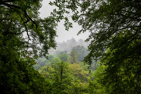 جنگل‌های کوهستانی شمال ایران جایی که ابرها و درختان در هم یکی شده است.

