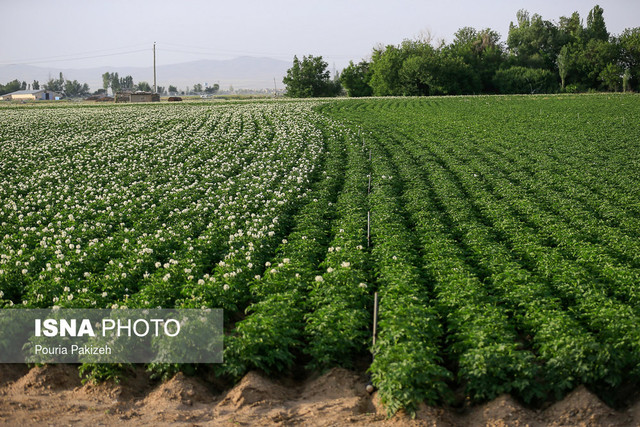 چوبی که سیب‌زمینی گلستان می‌خورد