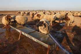 ۶۲ هزار و ۲۵۰ راس دام سبک (گوسفند و بز) روزانه به وسیله تانکر آبرسانی می‌شود.