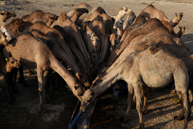 ۲ هزار و ۲۰۰ نفر شتر،در هویزه وجود دارد که روزانه به وسیله تانکر آبرسانی می‌شوند.