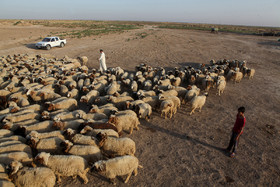 ۶۲ هزار و ۲۵۰ راس دام سبک (گوسفند و بز)، روزانه به وسیله تانکر آبرسانی می‌شود.