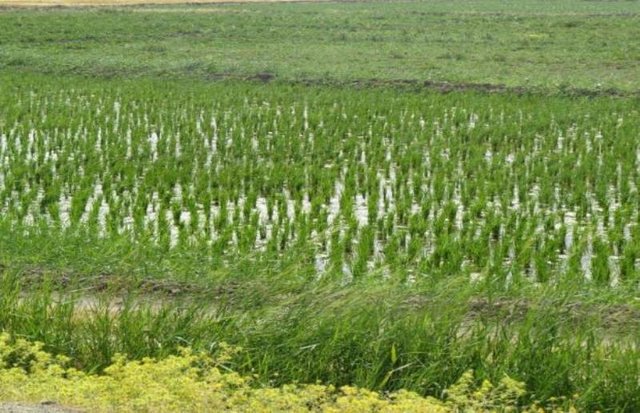 افزایش سرعت کشت برنج با دستگاه نشاکار ساخت محققان کشور