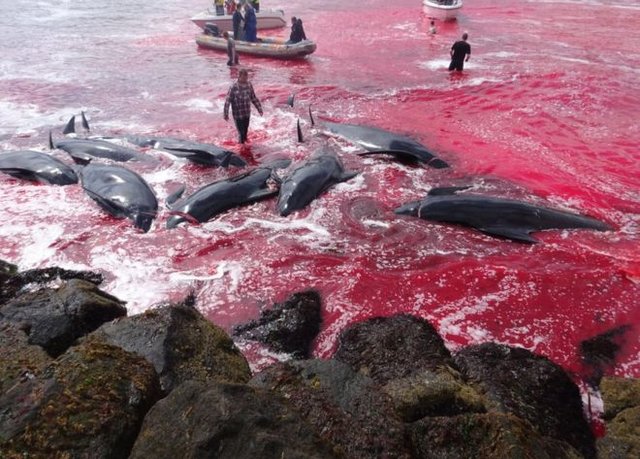 تلاش برای توقفِ "سنت وحشیانه قتل‌عام نهنگ‌ها" در دانمارک