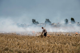 مزارعی که به آتش کشیده میشوند