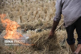 سنتی سوخته در مزارع مازندران