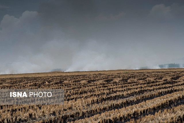 به آتش کشیده بقایای گیاهان پس از برداشت در مزارع شهر جویبار
